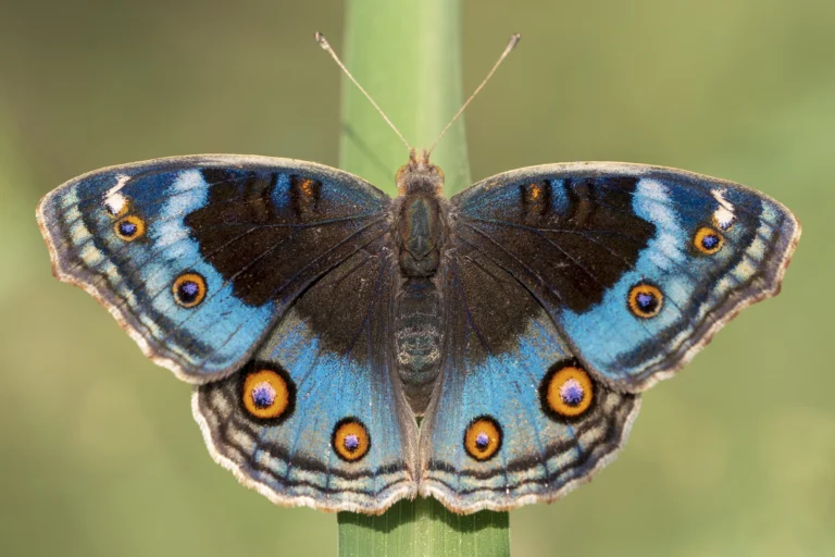 BLUE PANSY Junonia orithya