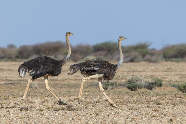 نعامة شائعة (Struthio camelus) في موطنها بالمملكة العربية السعودية