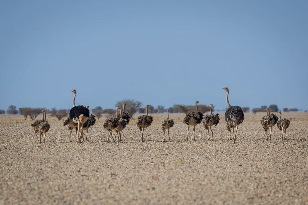 نعام أحمر الرقبة (Struthio camelus camelus) طليقاً في بيئة صحراوية بمحمية طبيعية في السعودية