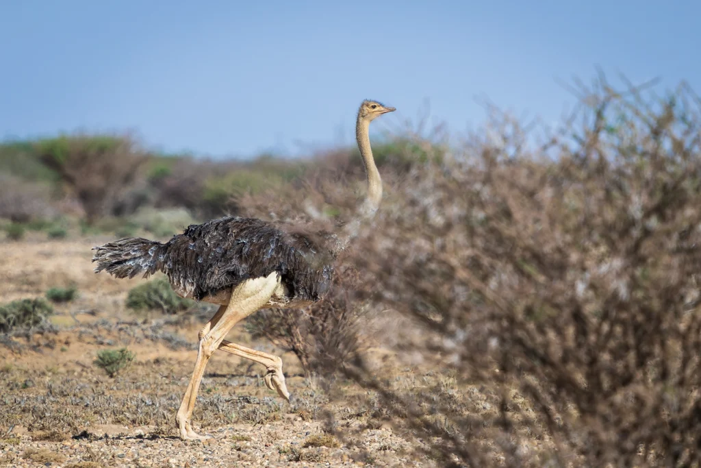 نعام أحمر الرقبة (Struthio camelus camelus) طليقاً في بيئة صحراوية بمحمية طبيعية في السعودية