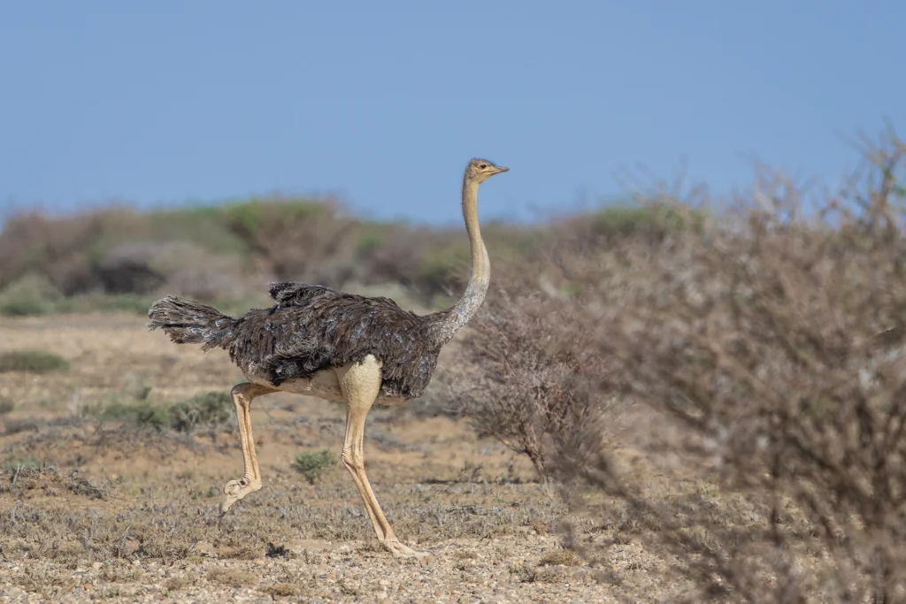 نعام أحمر الرقبة (Struthio camelus camelus) طليقاً في بيئة صحراوية بمحمية طبيعية في السعودية