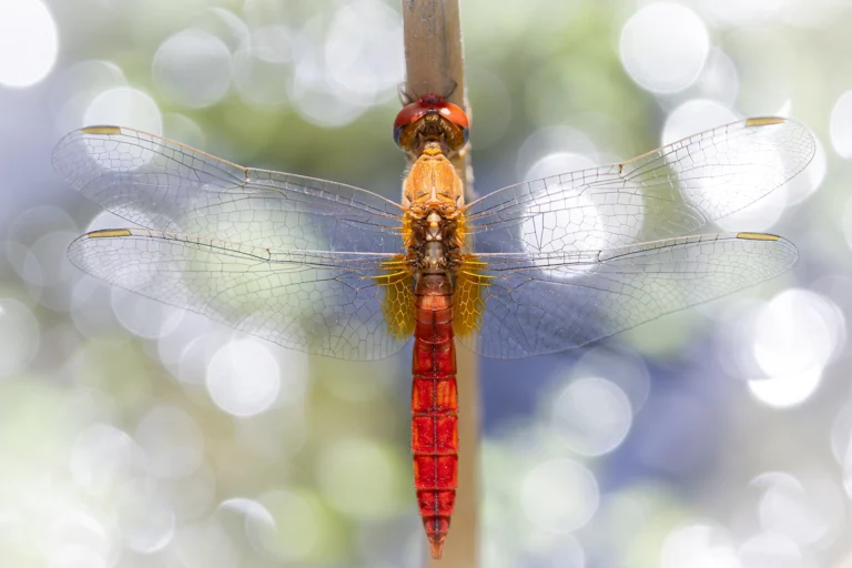 Crocothemis erythraea