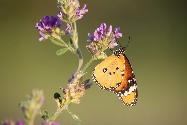Danaus chrysippus