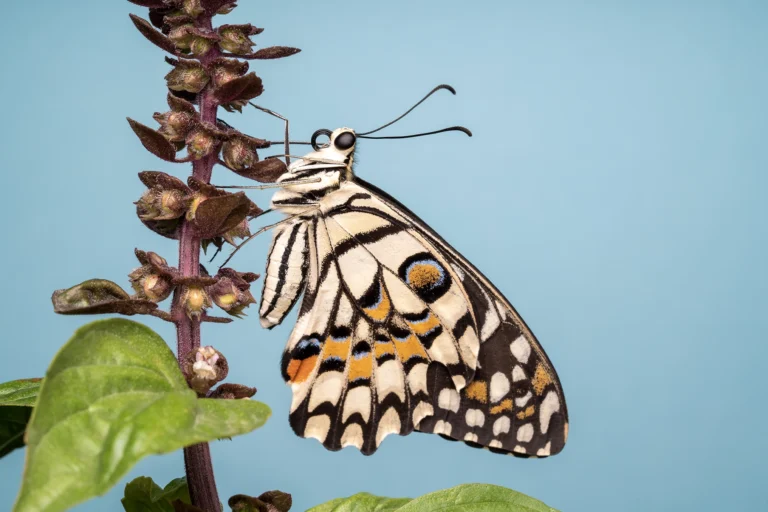 LIME BUTTERFLY Papilio demoleus
