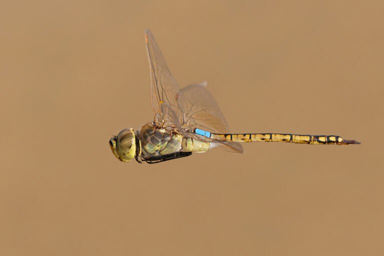 Vagrant emperor