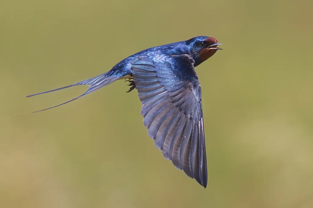 bird6