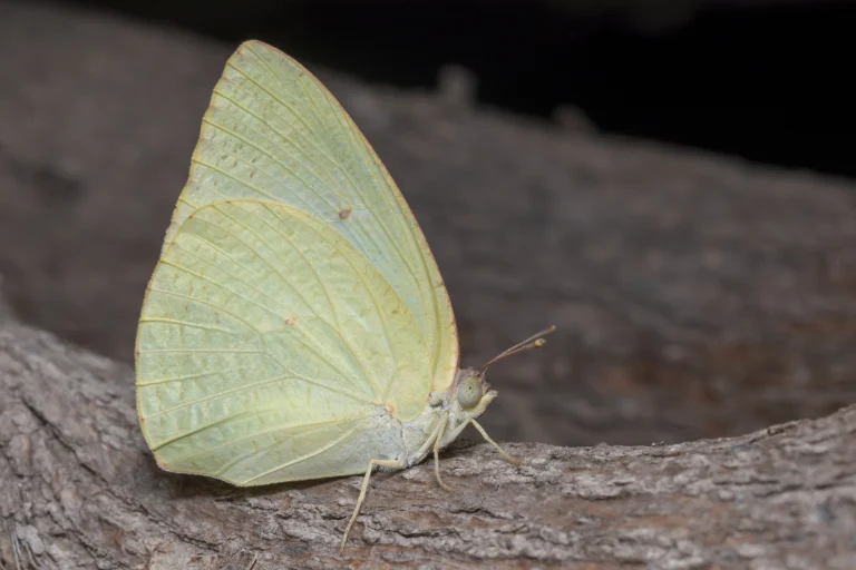 AFRICAN EMIGRANT Catopsilia florella