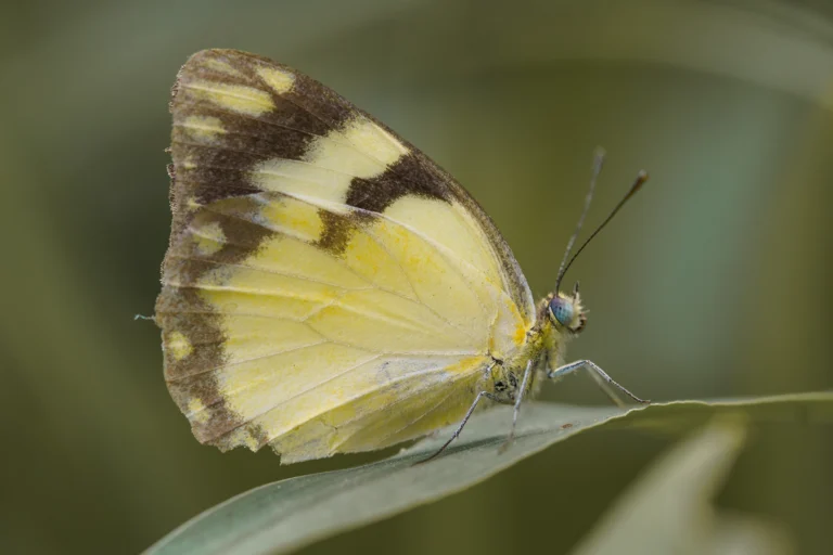 African Caper Belenois creona