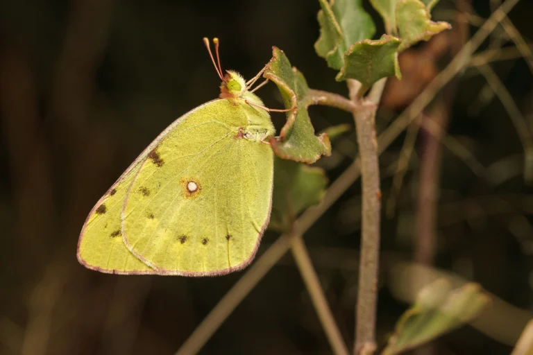 African Clouded Yellow Colias electo