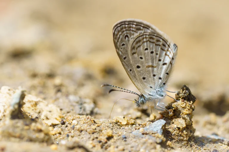 African Grass Blue Zizeeria knysna