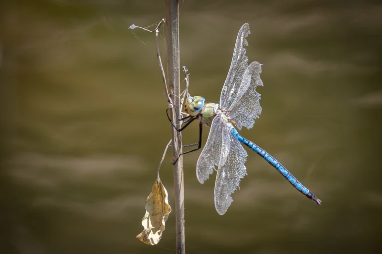 Anax imperator 2