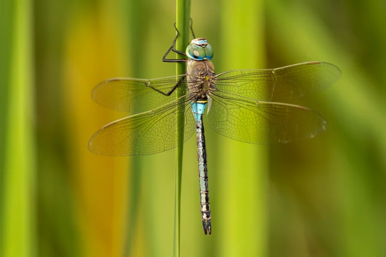 Anax parthenope 3