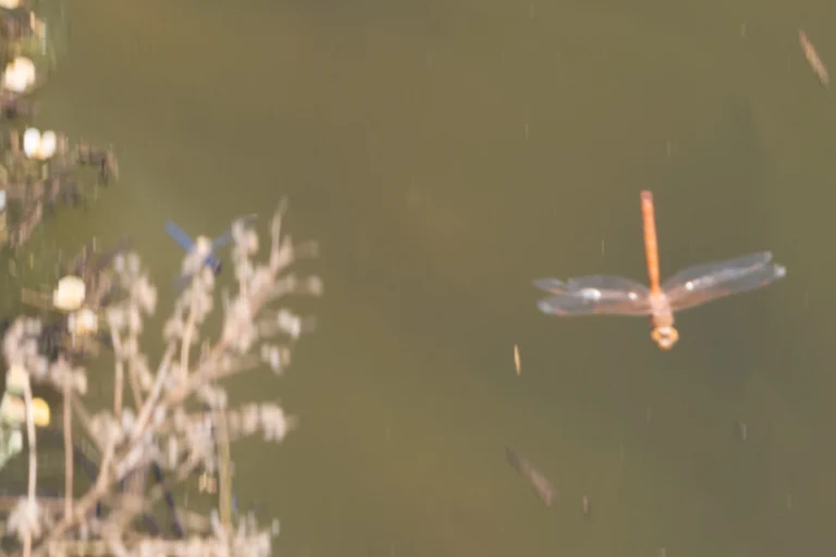 Anax speratus 2