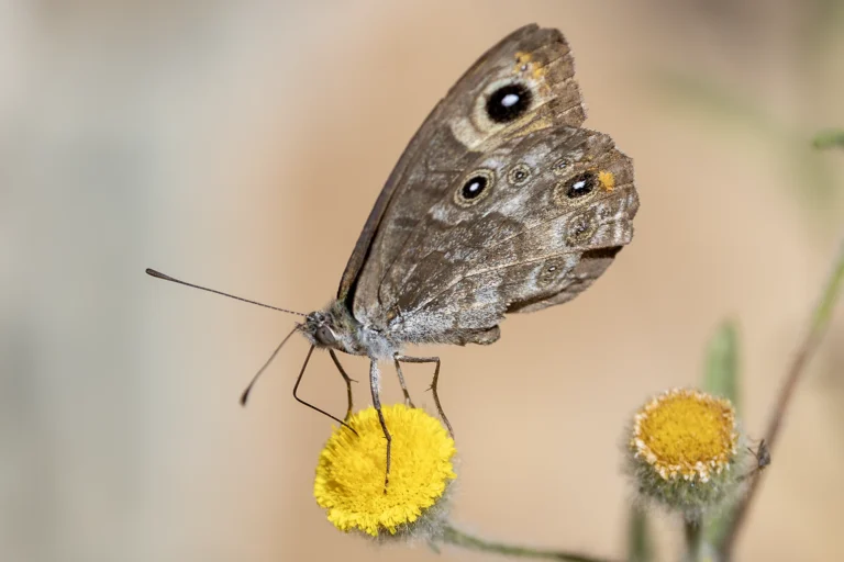Arabian Wall BrownـLasiommata felix