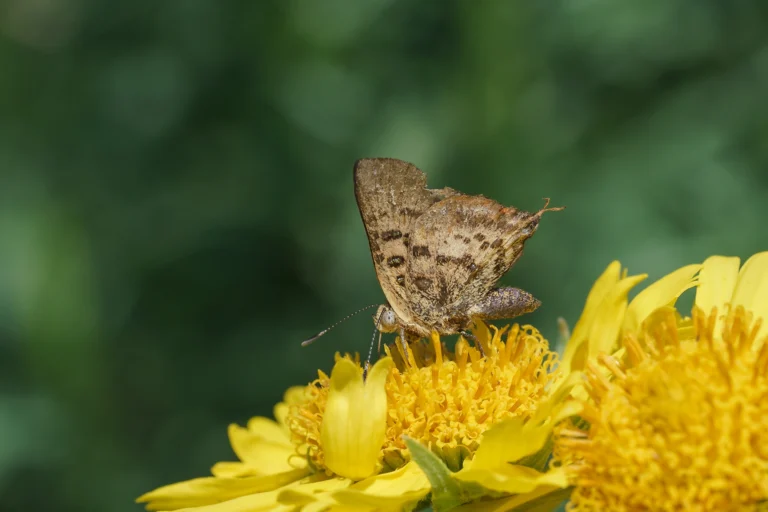 Axiocerses harpax