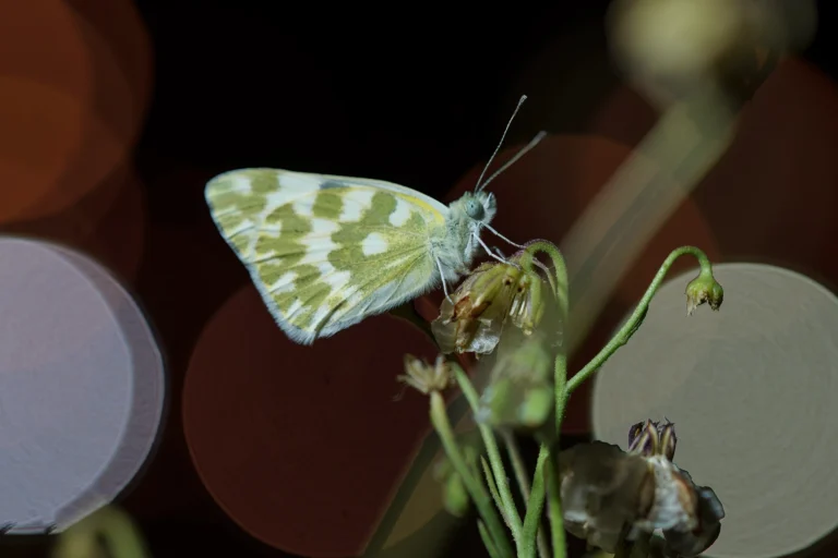 Bath White Pontia daplidice