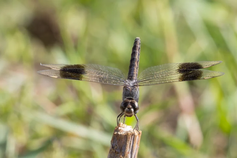 Brachythemis impartita 1.webp 2 1