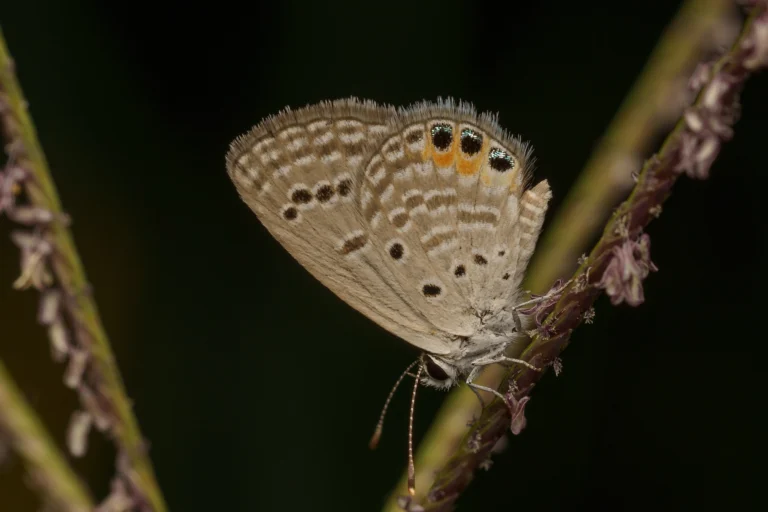 Brown Grass Jewel Freyeria trochylus