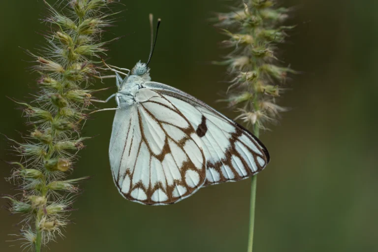 CAPER WHITE Anaphaeis aurota