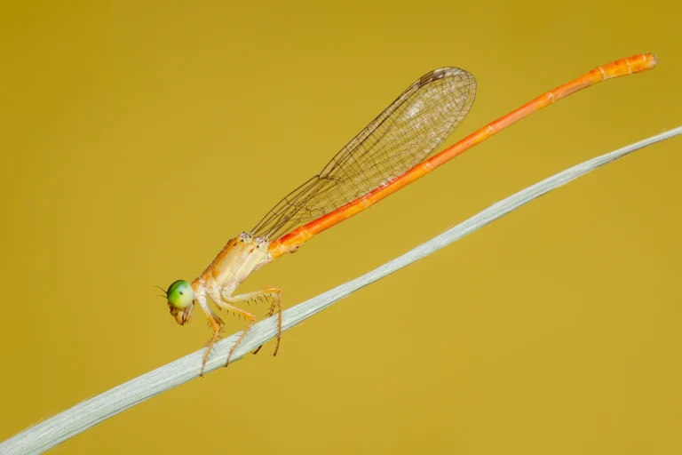 Ceriagrion glabrum