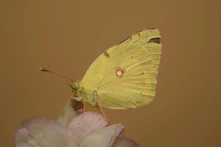 Clouded Yellow Colias crocea
