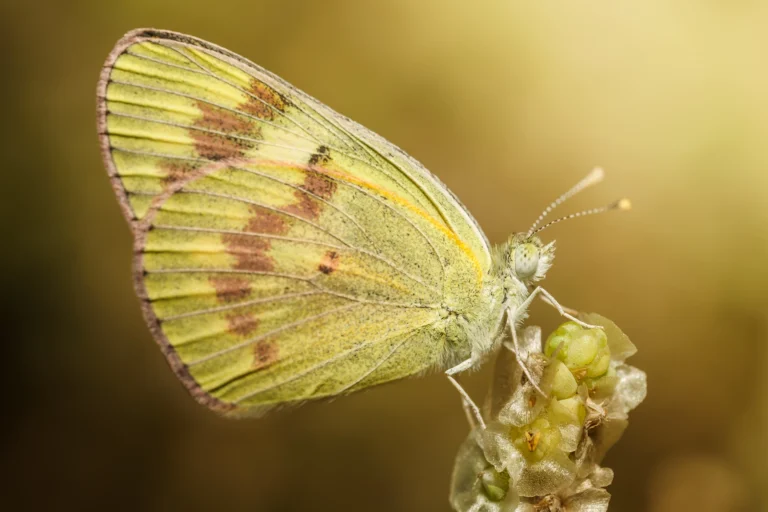Colotis calais 7