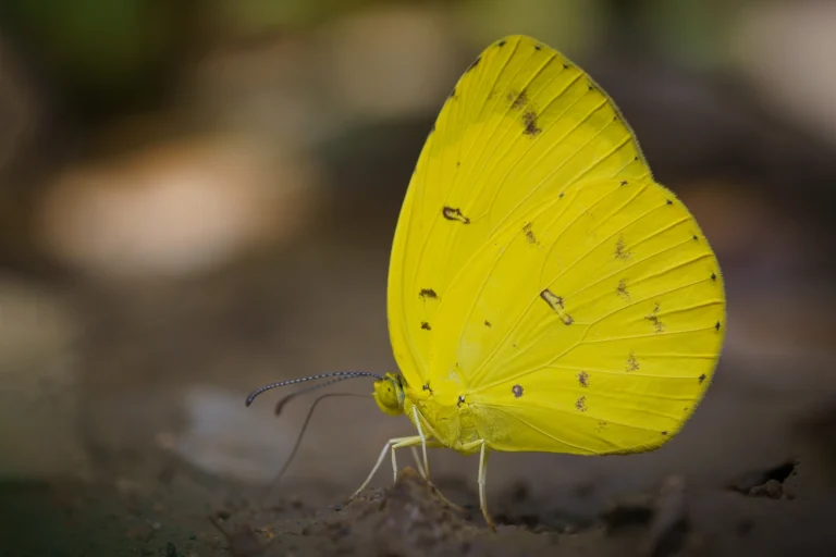 Common Grass Yellow Eurema hecabe webp