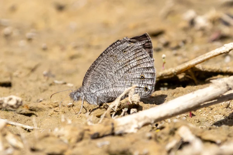 Common Three Ring pthima asterope
