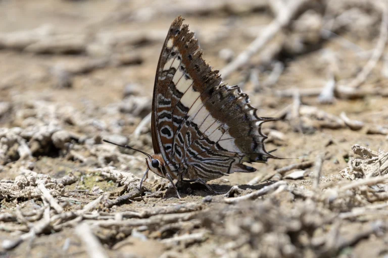 Cream banded Charaxes Charaxes hansali
