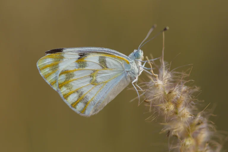 Desert White Pontia glauconome