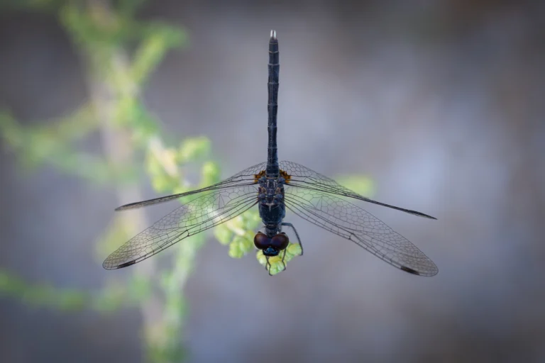 Diplacodes lefebvrii Black Perche