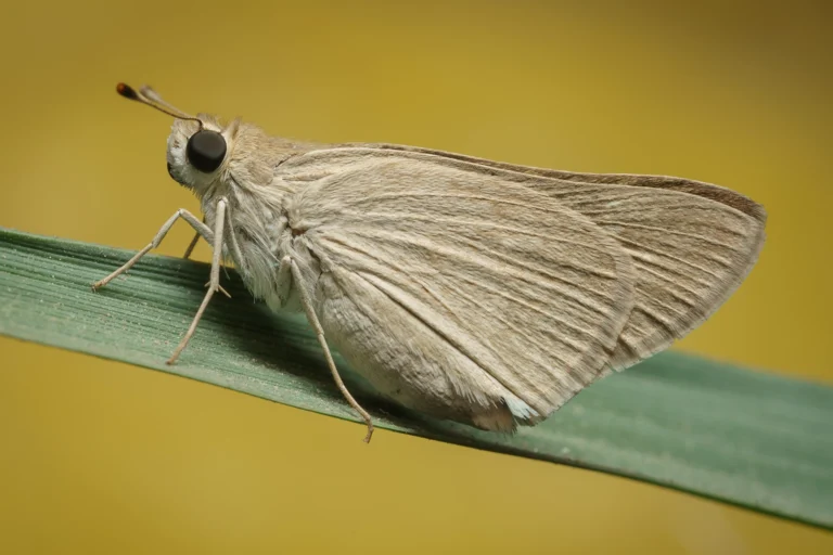 Gegenes nostrodamus