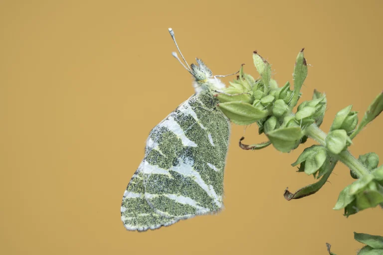 Green striped White Euchloe belemia