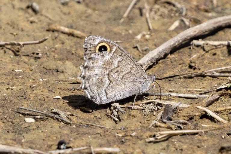 Hipparchia tewfiki