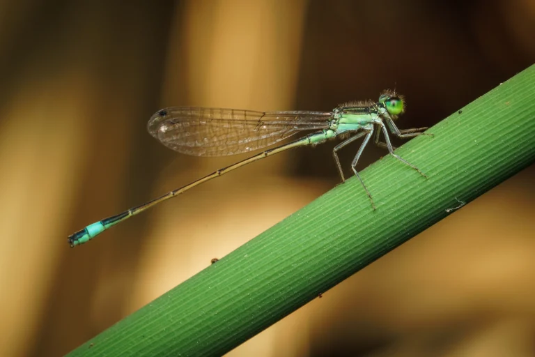 Ischnura