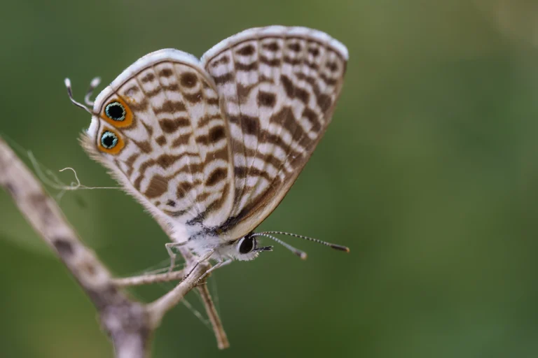 Langs Short tailed Blue Leptotes pirithous