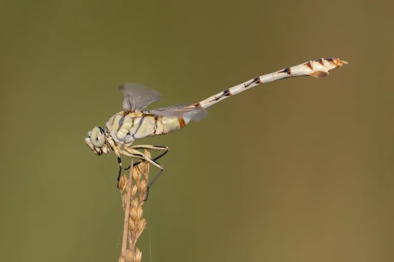 Lindenia Bladetail dragonfly 1 e1782295031574