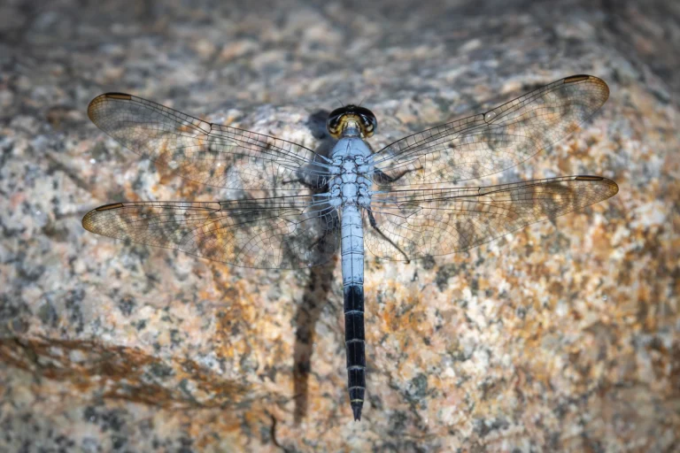 Nesciothemis farinosa Eastern Blacktail