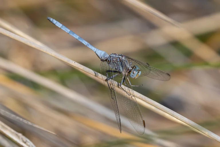 Orthetrum chrysostigma Epaulet Skimmer