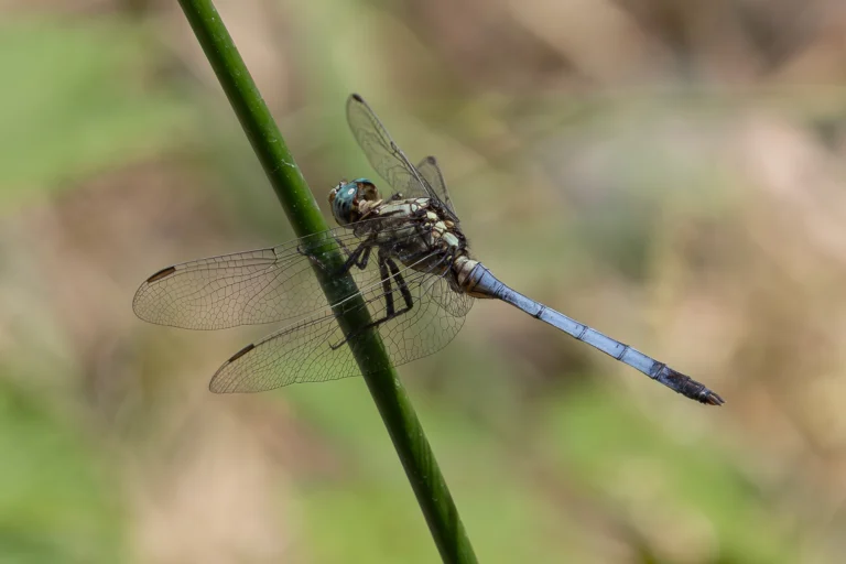 Orthetrum julia Julia Skimmer