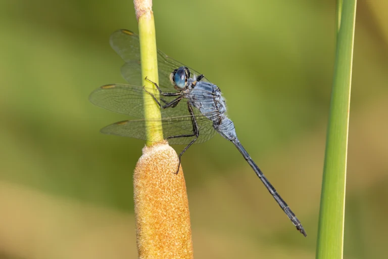 Orthetrum rinacria Long Skimmerwebp