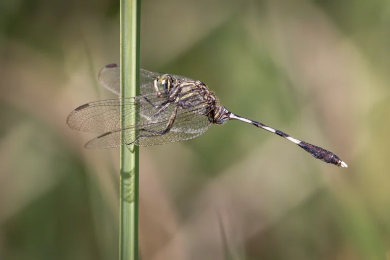 Orthetrum sabina Slender Skimmer webp