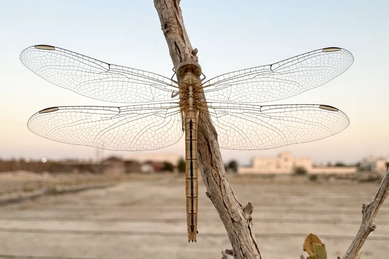Orthetrum taeniolatum Small Skimmer