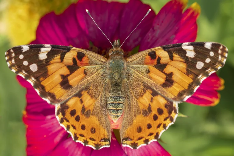 PAINTED LADY Vanessa cardui