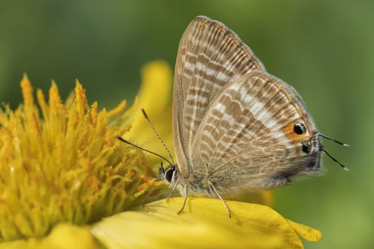 PEA BLUE Lampides boeticus
