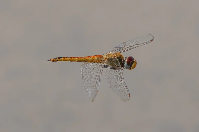 Pantala flavescens Wandering Glider
