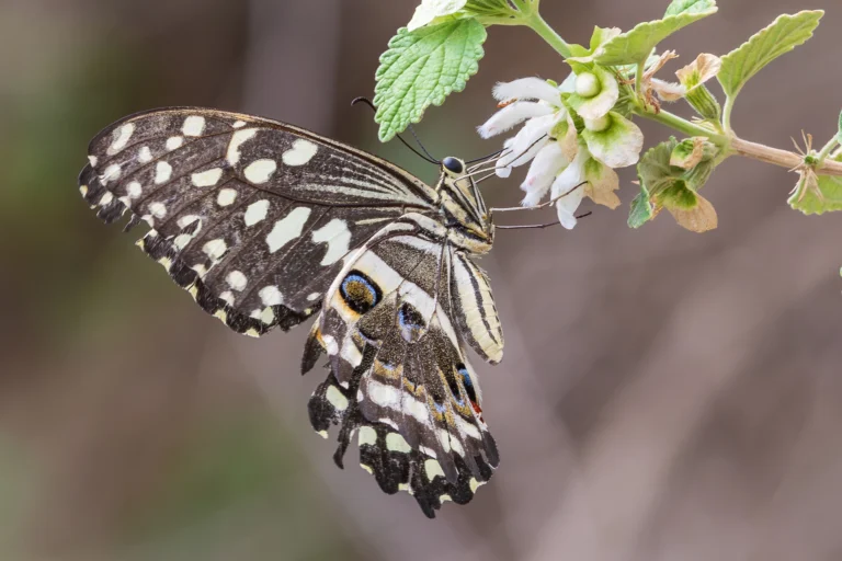 Papilio demodocus