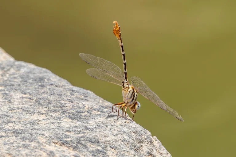 Paragomphus sinaiticus