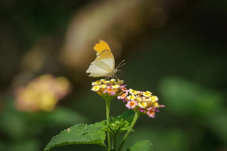Plain Orange Tip Colotis aurora