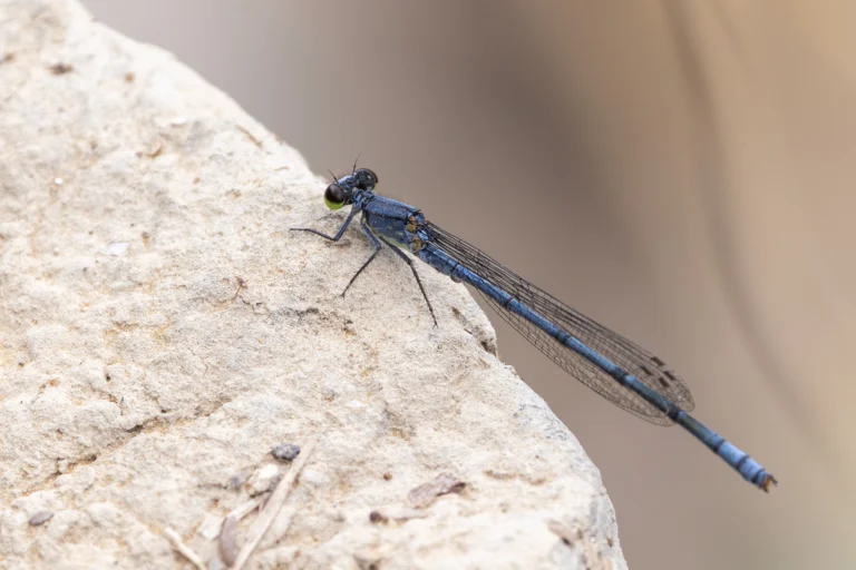 Pseudagrion arabicum